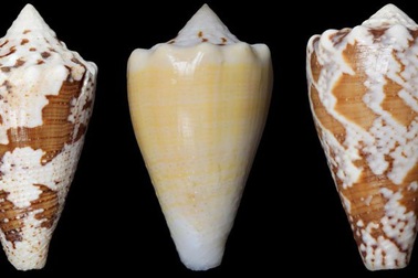 Nọc độc của ốc sên biển có thể thay thế thuốc giảm đau opioid