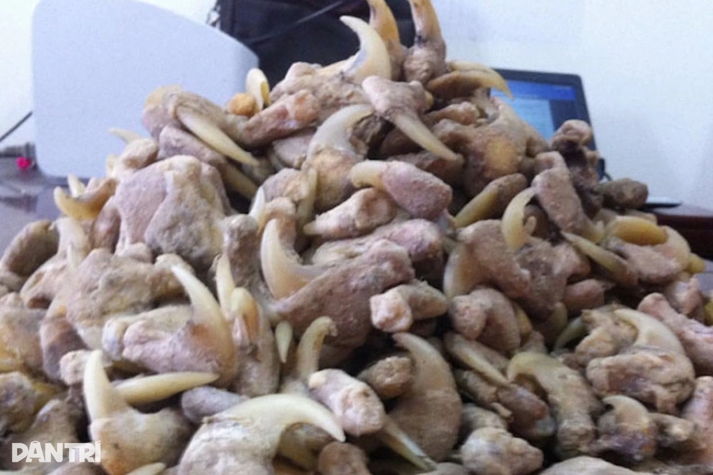 Người đàn ông bị phạt hơn 262 triệu vì tàng trữ xương sư tử, nanh lợn - 1
