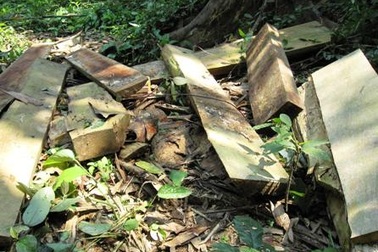 Đề nghị khởi tố vụ phá rừng quốc gia Bến En 