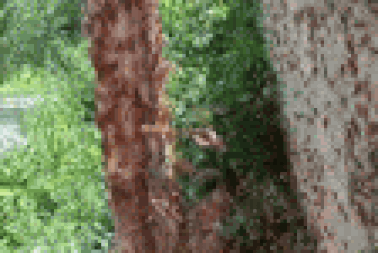 Đàn châu chấu hàng vạn con, phá hại khoảng 10ha cây trồng ở Lạng Sơn