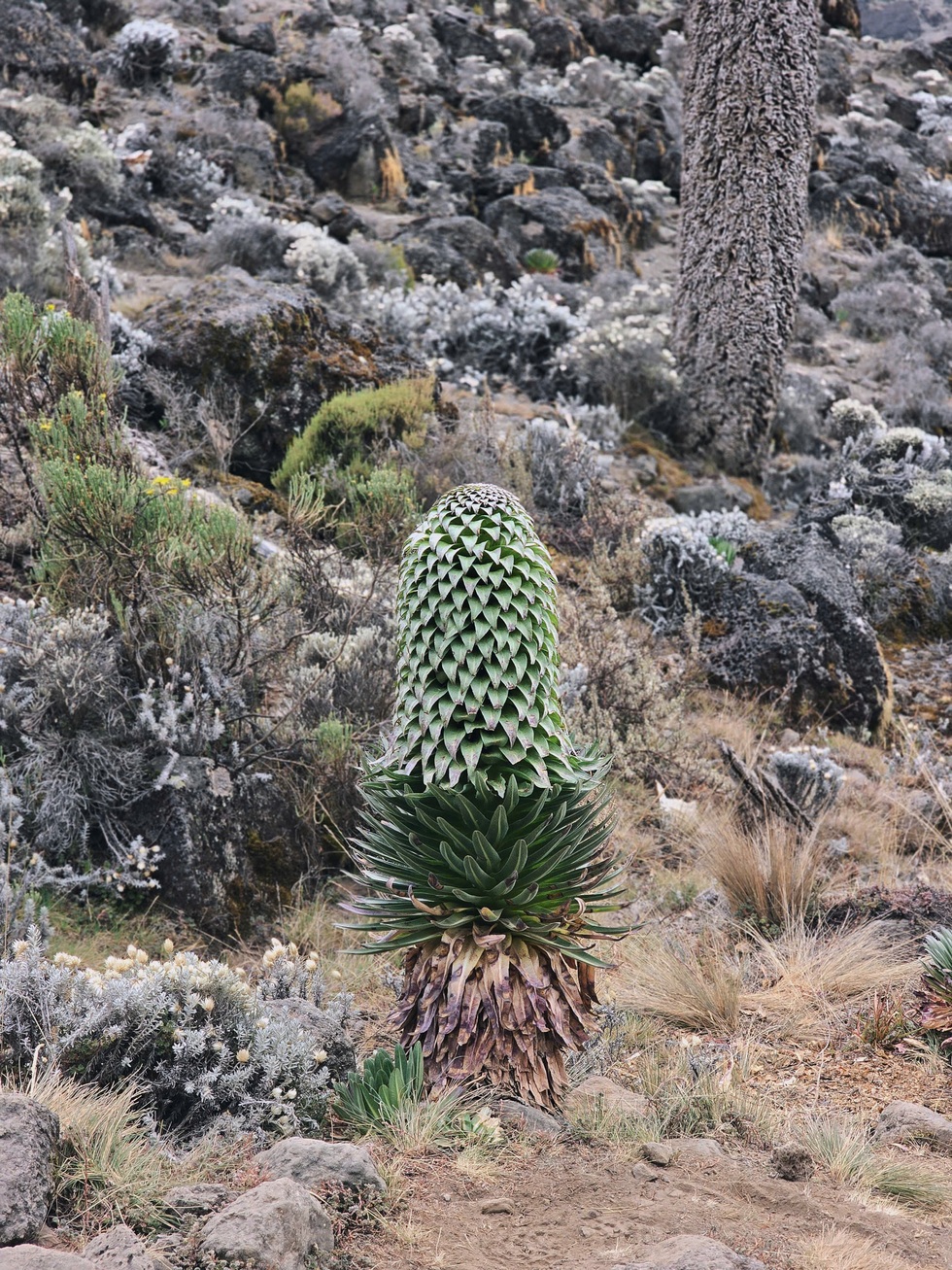 Cô gái Việt kể lại phút cận kề sinh tử khi chinh phục nóc nhà châu Phi - 6