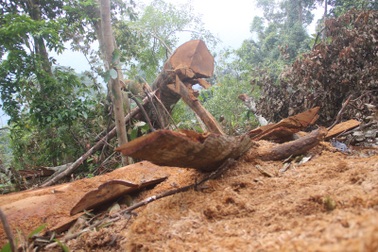 Rừng phòng hộ tự nhiên tại Quảng Trị tiếp tục… “chảy máu”!