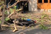 Cây phượng bật gốc đè trúng cô gái đi xe máy ngày 30 Tết