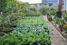 Bà mẹ 3 con làm vườn rau sạch, tiết kiệm vài triệu đồng/tháng ở Đồng Nai