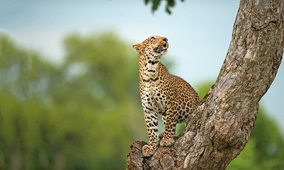 Các safari kỳ thú tiếp cận những “gã khổng lồ” hoang dã châu Phi - 6 Các safari kỳ thú tiếp cận những “gã khổng lồ” hoang dã châu Phi - 6