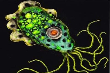 Amip ăn não người: Chưa biết lần tìm từ đầu mối nào