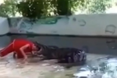 Diễn viên gặp sự cố kinh hoàng khi trình diễn màn chui đầu vào miệng cá sấu