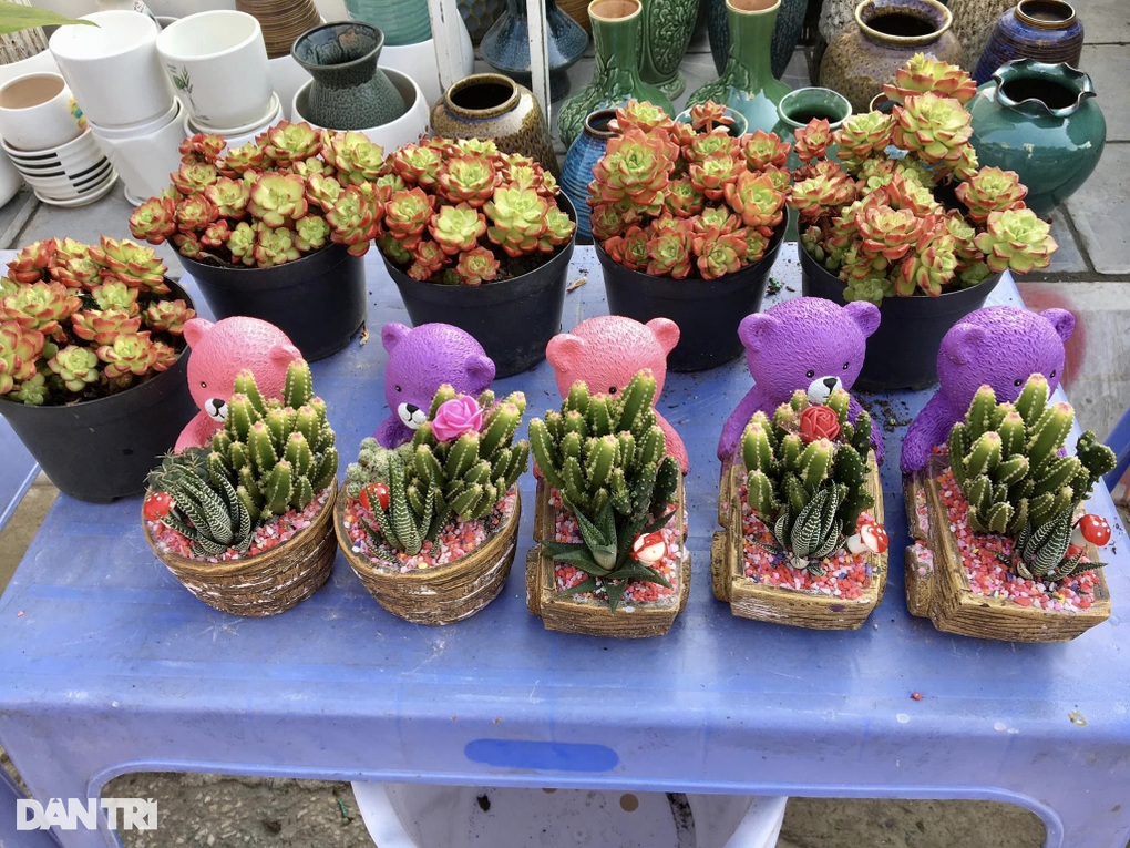 Hoa độc lạ xuất hiện tại chợ xuân Lào Cai - 8 Hoa độc lạ xuất hiện tại chợ xuân Lào Cai - 8