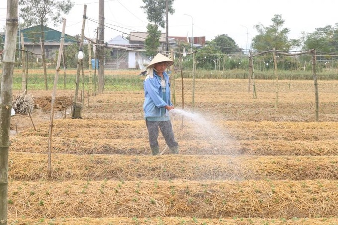 Rơm dự trữ bị nước lũ cuốn trôi cũng gây khó cho quá trình hồi sinh vườn hoa của người nông dân xứ Huế