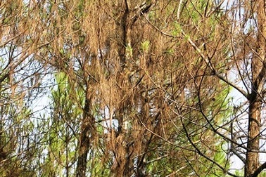 Sâu róm tàn phá hàng chục ha rừng thông  