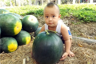 Dưa hấu “khủng” trưng Tết háo hức chuẩn bị ra chợ Xuân