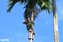 Lão nông 68 tuổi leo cây như sóc, tậu nhà phố tiền tỷ từ quả cau