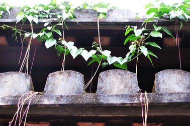 Chùm ảnh Hội An: Mùa xanh trên những mái nhà