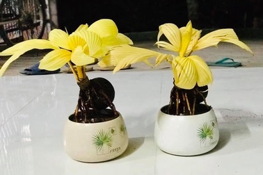 Dừa đột biến lá vàng, cao chưa tới 30 cm gây "bão" chợ mạng