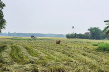 Đi gặt lúa thuê, 3 người bị hành hung trên cánh đồng