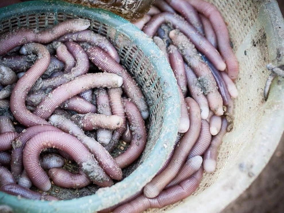 Loại đặc sản có hình thù đáng sợ đắt như vàng giá 4 triệu đồng/kg - 1 Loại đặc sản có hình thù đáng sợ đắt như vàng giá 4 triệu đồng/kg - 1