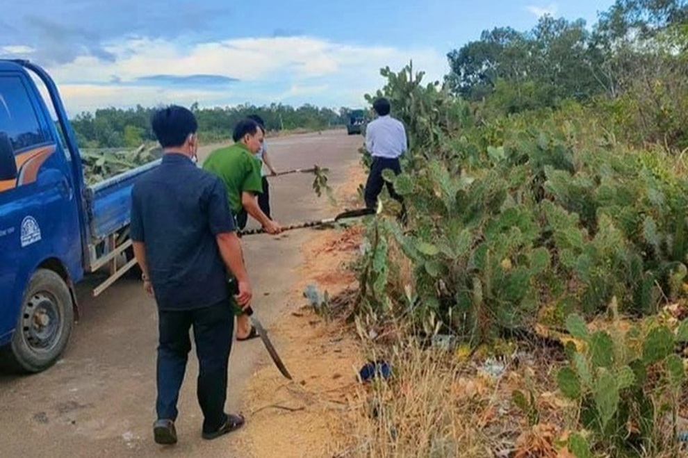 Độc chiêu làm hàng rào chống dịch bằng... gai xương rồng - 2 Độc chiêu làm hàng rào chống dịch bằng... gai xương rồng - 2