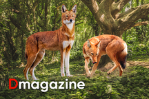 Phép màu cứu rỗi sinh vật bên bờ tuyệt chủng và tranh cãi của khoa học