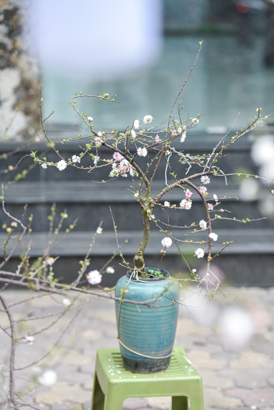 Ngắm những cây nhất chi mai, giá bạc triệu ngày cận Tết - 11 Ngắm những cây nhất chi mai, giá bạc triệu ngày cận Tết - 11