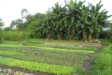 Thủ tục chuyển nhượng đất nông nghiệp?