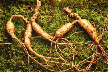 Những điều chưa biết về nhân Sâm Hoa Kỳ