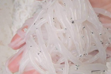 Trong như thủy tinh, mềm hơn bún: Bí ẩn loài cá hiếm sông Đà