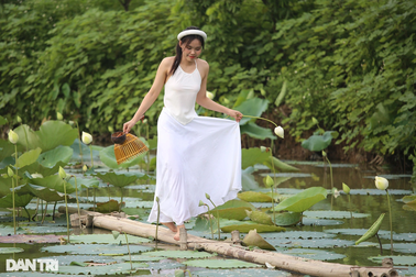 Đầm hoa sen trắng tinh khôi ở Hà Nội đua sắc cùng vẻ đẹp thiếu nữ