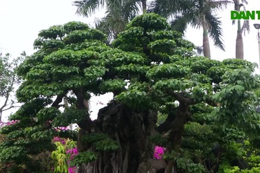 Choáng ngợp cây sanh lá móng cổ thụ giá chục tỷ ở Hà Nội