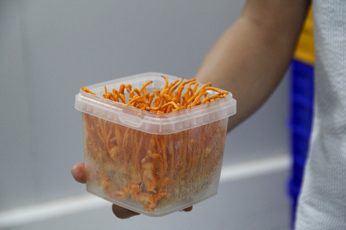 Bình dân hóa đông trùng hạ thảo, đôi bạn U40 khởi nghiệp kiếm bộn - 6 Bình dân hóa đông trùng hạ thảo, đôi bạn U40 khởi nghiệp kiếm bộn - 6