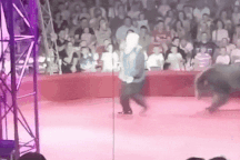 Gấu tấn công người huấn luyện khiến khán giả la hét hoảng sợ
