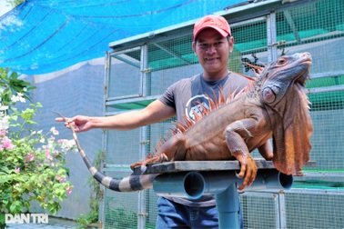 8X bỏ việc văn phòng nuôi loại rồng thích... ăn chay, thu lãi khủng