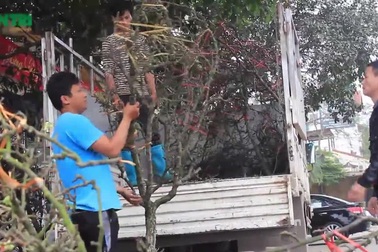 Lê rừng tiền triệu "hút" khách chơi ở Hà Nội