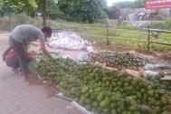 "Đắng lòng" trái bơ Việt giá rẻ, đổ đống trên vỉa hè