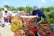 Gẩy tay rao hàng, lão nông bán chục tỷ đồng tiền lươn, 26 tấn chôm chôm