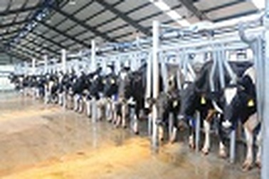 Bò "Vàng" + công nghệ "Vàng" cho ra sữa "Vàng"!