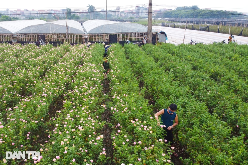 Hàng trăm hecta trồng hoa bị cắt bỏ do không thể tiêu thụ ở Hà Nội vì dịch - 12 Hàng trăm hecta trồng hoa bị cắt bỏ do không thể tiêu thụ ở Hà Nội vì dịch - 12