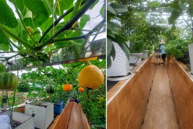 Ông bố đảm vác vật liệu lên sân thượng, xây bồn trồng đủ loại rau trái