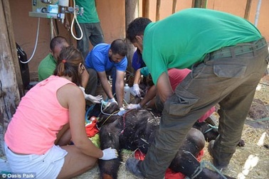 Ba con tinh tinh bất ngờ nổi điên, lao vào tấn công du khách