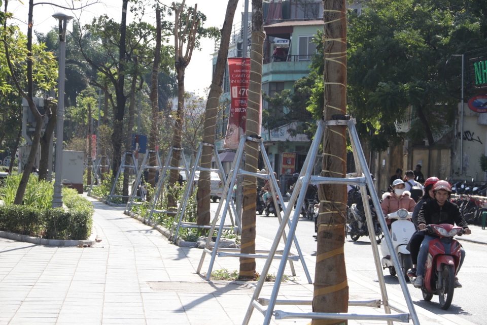 Hà Nội: Diện mạo mới của phố Trích Sài sau khi đánh chuyển 96 cây hoa sữa - 7 Hà Nội: Diện mạo mới của phố Trích Sài sau khi đánh chuyển 96 cây hoa sữa - 7