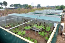 Vườn đào bạc tỷ được xây phòng riêng, lắp điều hòa của đại gia Hà Nội