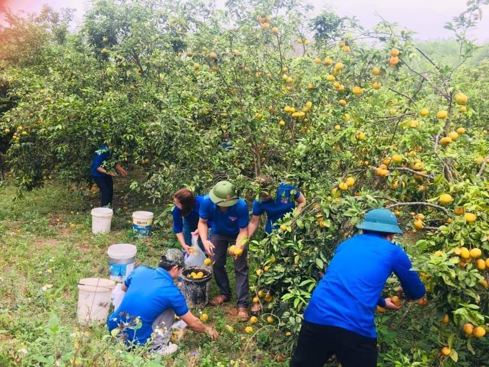 Giải cứu quýt cho người nông dân ở vùng đất đỏ xứ Nghệ - 2 Giải cứu quýt cho người nông dân ở vùng đất đỏ xứ Nghệ - 2