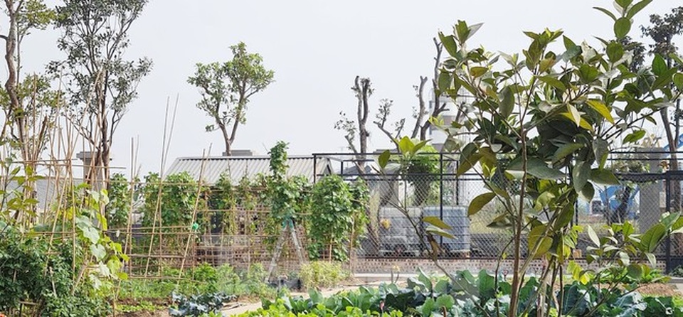 Biệt thự nuôi gà, trồng rau ngoại thành Hà Nội bất ngờ được thổi giá dựng ngược - 13 Biệt thự nuôi gà, trồng rau ngoại thành Hà Nội bất ngờ được thổi giá dựng ngược - 13
