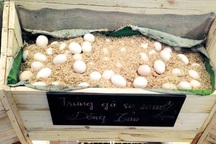 Vì sao trứng gà Đông Tảo đắt gấp 20 lần trứng gà ta?