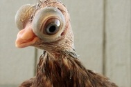 Loài chim với ngoại hình kỳ quái, như bước ra từ phim hoạt hình