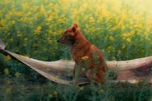 Phim “Cậu Vàng” chưa lên sóng đã dính lùm xùm, gây tranh cãi