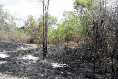 Bắt quả tang 2 người đốt rừng ở Phú Quốc