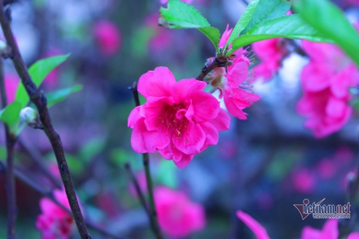 Tết này tôi không dám về quê - 1