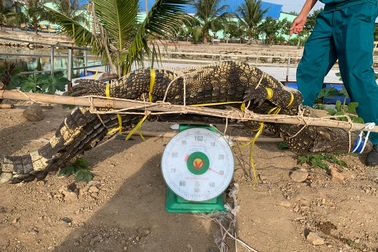 Bắt được cá sấu dài 2m trong hồ nước sát khu dân cư ở TP Vũng Tàu