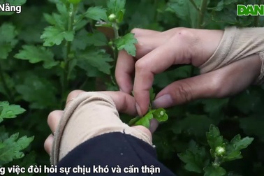 Đà Nẵng: Việc thời vụ "ra tiền" cho sinh viên kiếm khoản tiêu Tết