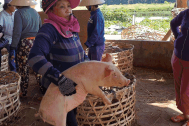 Phiên chợ đặc biệt, có nghề bồng heo độc nhất vô nhị